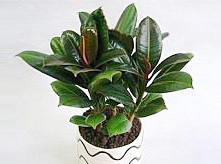 橡皮樹植物養護